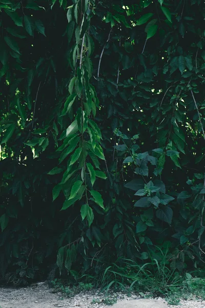 Close-up shot of beautiful green branches over pathway — Stock Photo