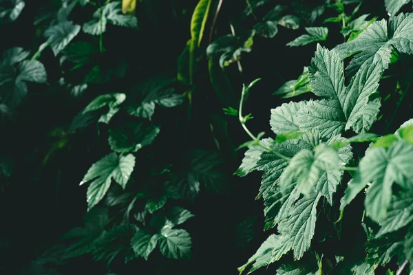 Close-up shot of beautiful ivy leaves for background — Stock Photo