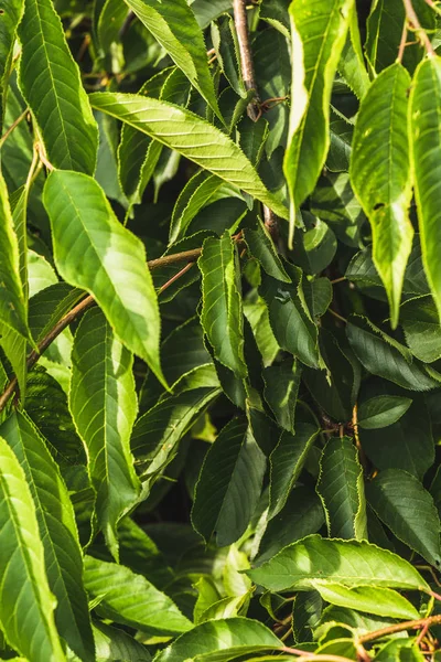 Vollbild-Aufnahme schöner grüner Blätter für den Hintergrund — Stockfoto