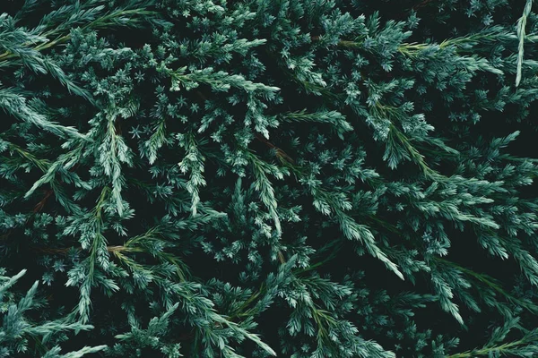 Full frame shot of beautiful fir branches for background — Stock Photo