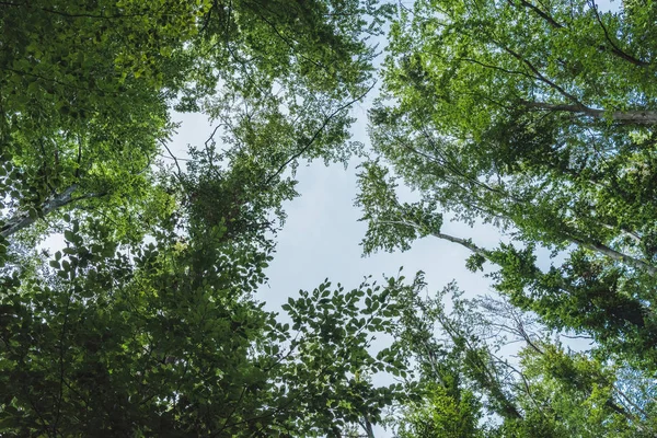 Vista inferior do céu azul através de galhos de árvore — Fotografia de Stock