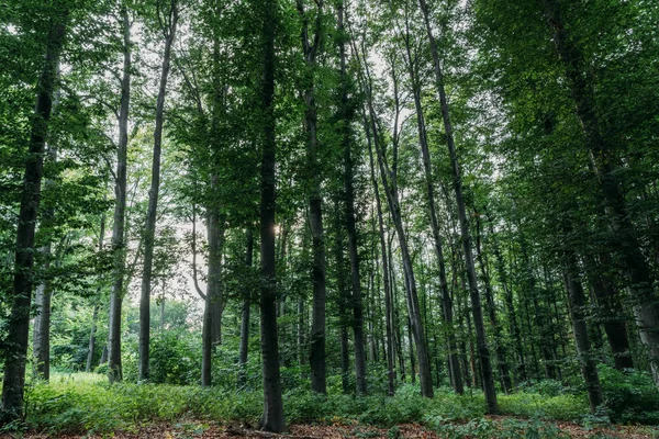 Tiro dramático de floresta verde no dia nublado — Fotografia de Stock