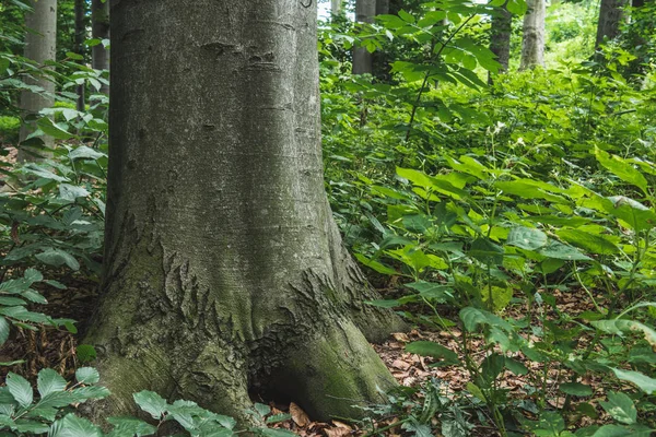 Gros plan du tronc massif d'arbres poussant dans la forêt — Photo de stock