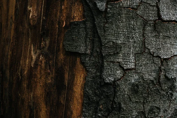 Vollbild-Aufnahme von rissiger Baumrinde als Hintergrund — Stockfoto