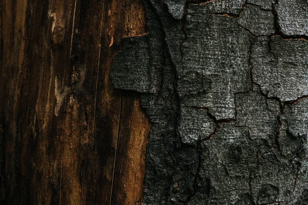 Pieno fotogramma colpo fo cracking albero corteccia per sfondo — Foto stock