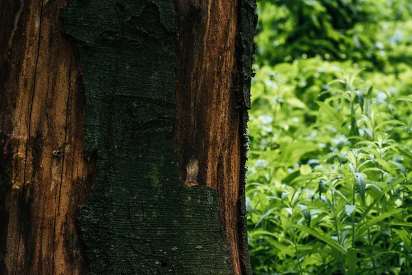 Primer plano tiro fo corteza de árbol agrietado con hojas verdes en el fondo - foto de stock
