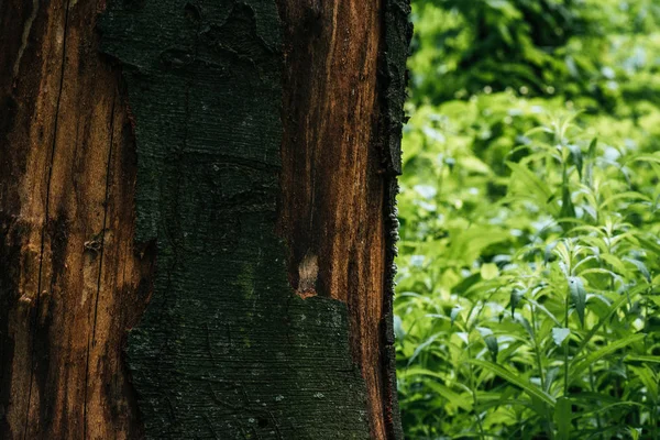 Close-up shot fo cracked tree bark with green leaves on background — Stock Photo