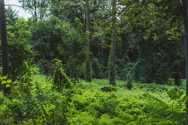 Спокійний знімок лісу з землею, вкритою зеленою лозою — стокове фото
