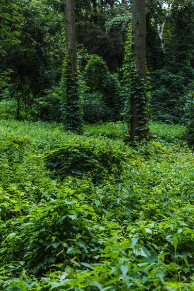 Драматичний знімок лісу з землею, вкритою зеленою лозою — стокове фото