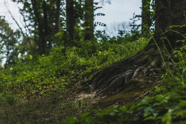 Nahaufnahme von Baumwurzeln, deren Boden im Wald mit Moos bedeckt ist — Stockfoto