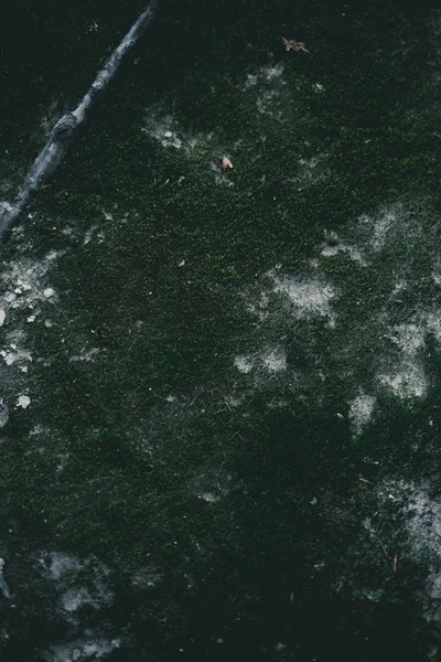 Full frame shot of mossy ground for backdrop — Stock Photo