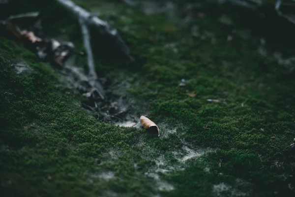 Primo piano di terreno muschiato con radici d'albero — Foto stock