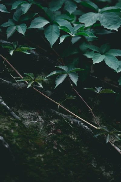 Primer plano del tronco del árbol cubierto de vid - foto de stock