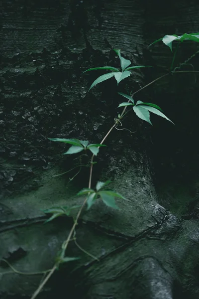 Close-up tiro de videira verde crescendo no tronco da árvore — Fotografia de Stock