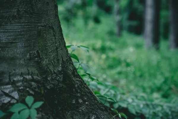 Gros plan du tronc d'arbre avec prairie verte en arrière-plan — Photo de stock