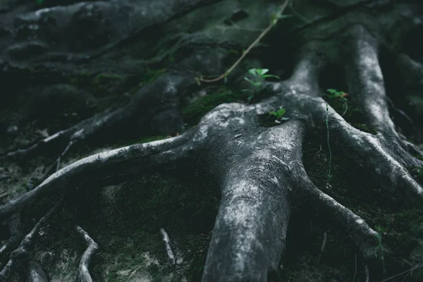 Plan rapproché spectaculaire des racines des arbres dans la forêt — Photo de stock