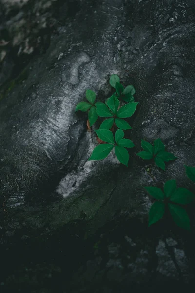 Primo piano di radici di albero con vite — Foto stock