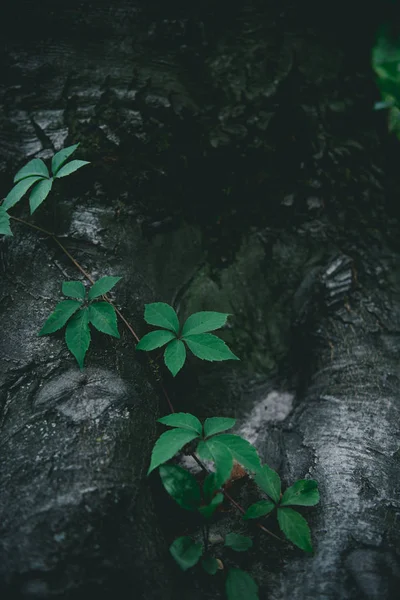 Dramático primer plano de tronco de árbol con vid - foto de stock