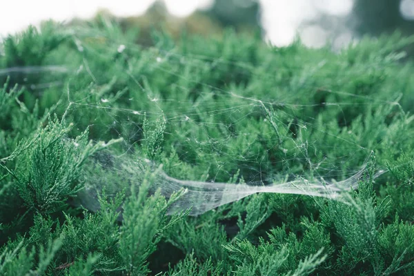 Nahaufnahme von Tannenzweigen, die mit Spinnennetz bedeckt sind — Stockfoto