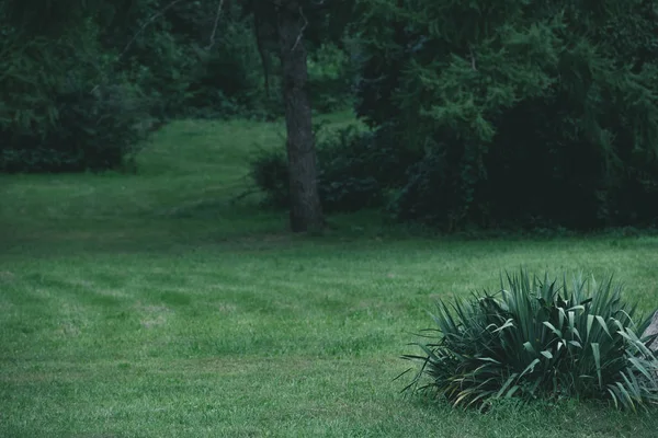 Prairie d'herbe verte en gradin botanique — Photo de stock