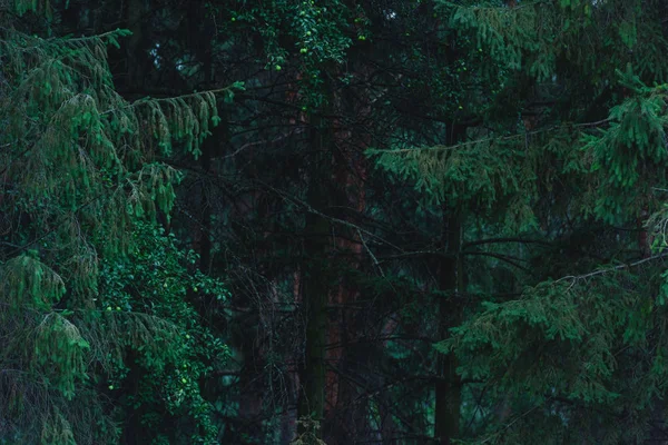 Plan plein cadre de forêt de pins dramatique — Photo de stock