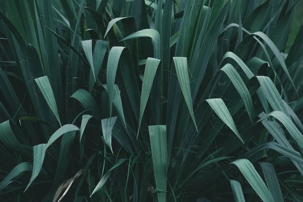 Full frame shot of green bush for background — Stock Photo