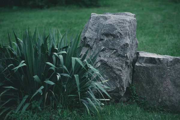 Cespuglio decorativo e rocce sul prato in giardino botanico — Foto stock