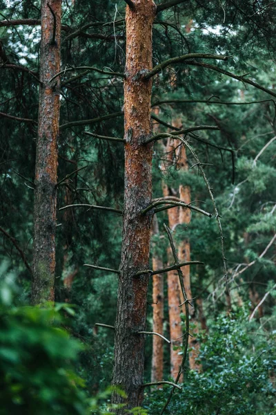 Драматический кадр красивого соснового леса — стоковое фото