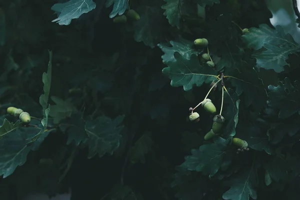 Close-up shot of green oak branches with acorns — Stock Photo