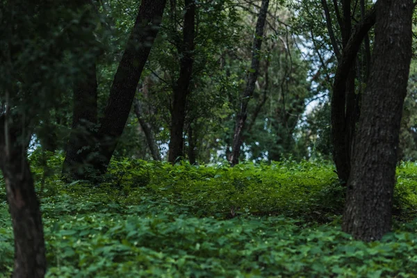 Plan panoramique de belle forêt avec sol couvert de feuilles — Photo de stock