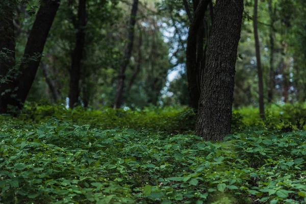Драматичний знімок красивого лісу з землею, вкритою листям — стокове фото