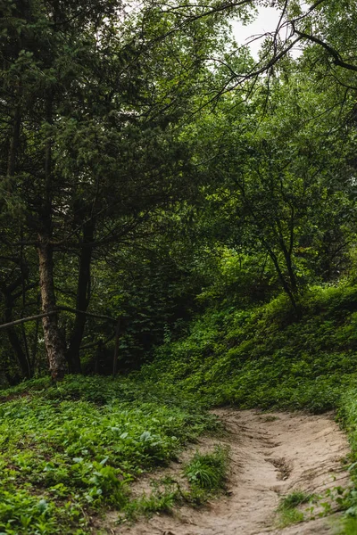 Rural pathway in beautiful green forest on hill — Stock Photo