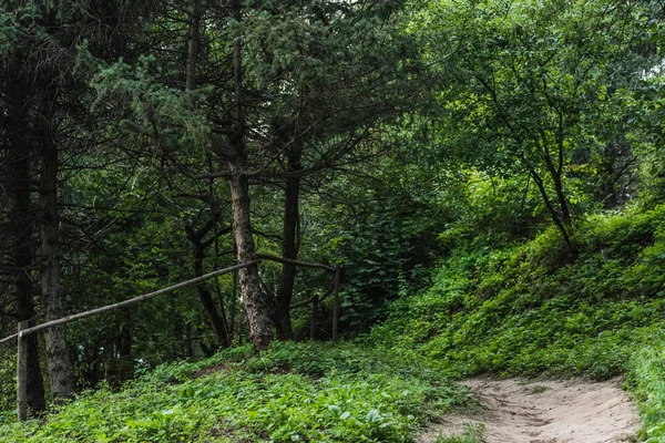 Scenic shot of rural pathway in beautiful green forest on hill — Stock Photo