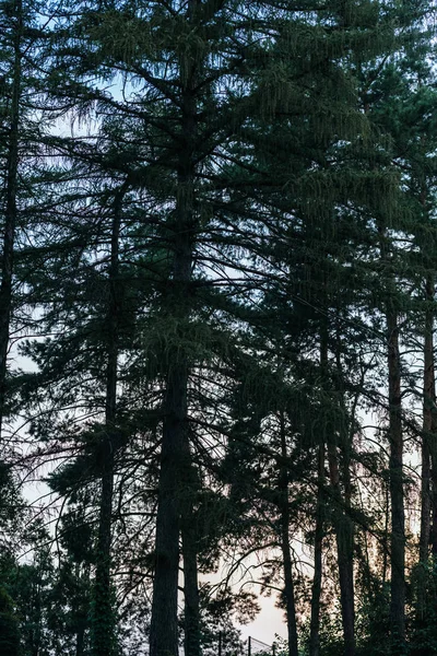 Siluetas de bosque de pinos con cielo al atardecer sobre fondo - foto de stock