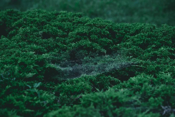 Vollbild-Aufnahme von grünem Tannenbusch mit Spinnennetz auf Ästen als Hintergrund — Stockfoto