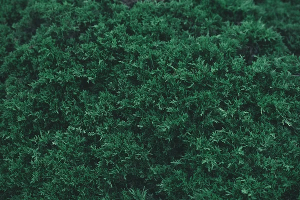 Plan plein cadre de sapin vert pour l'arrière-plan — Photo de stock