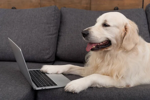 Close-up shot of adorable golden retriever lying on couch with laptop — Stock Photo