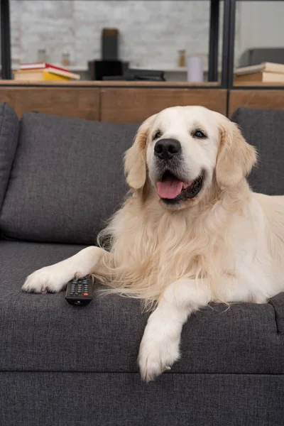 Cute golden retriever lying on couch with tv remote control — Stock Photo