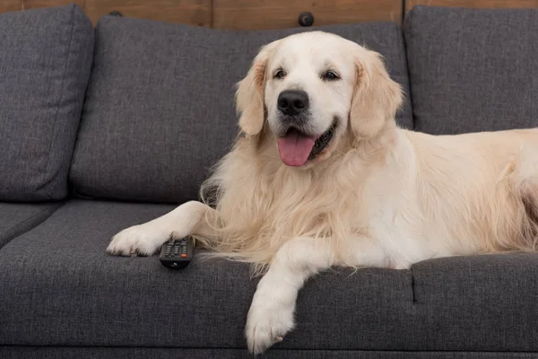 Cute golden retriever lying on couch with remote control — Stock Photo
