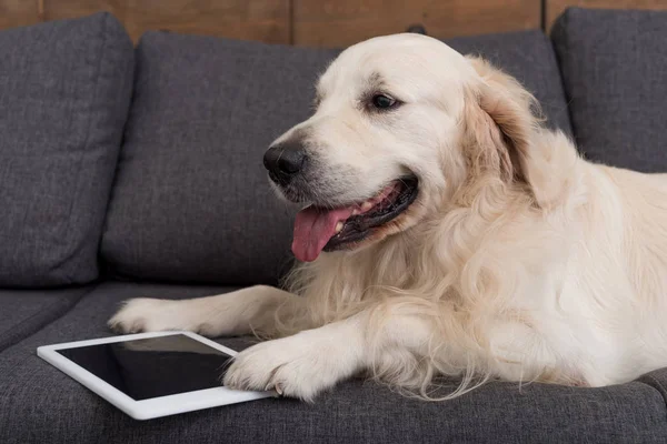 Close-up shot of cute golden retriever lying on couch with tablet — Stock Photo