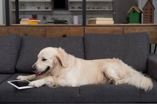 Mignon golden retriever couché sur le canapé avec tablette — Photo de stock