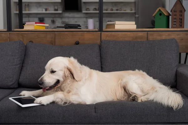 Cute golden retriever lying on couch with tablet — Stock Photo