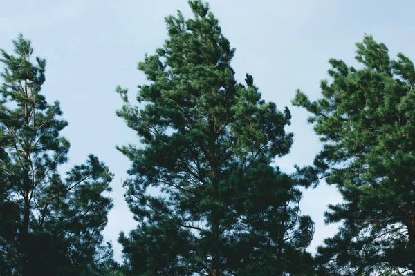 Beaux trois pins par temps venteux dans la forêt — Photo de stock