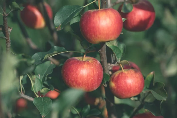 Close up of organic ripe autumnal apples on tree branches in garden — Stock Photo