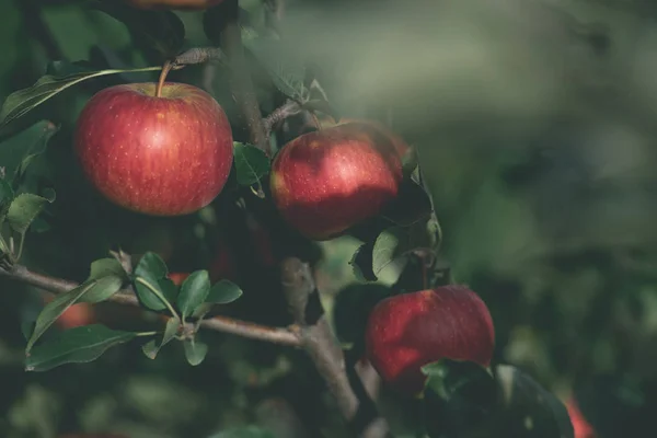Perto de maçãs vermelhas apetitosas no ramo de árvore no jardim — Fotografia de Stock