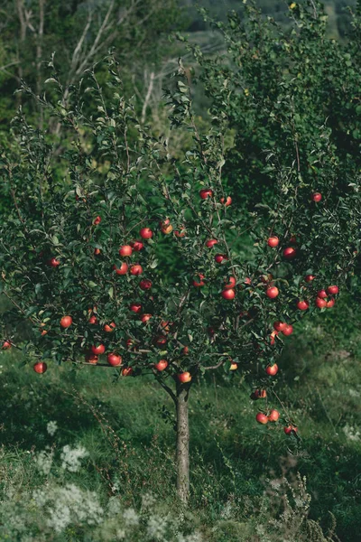 Pommier avec pommes rouges biologiques sur les branches dans le verger — Photo de stock