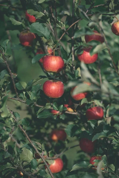 Savoureuses pommes rouges mûres sur les branches d'arbre dans le jardin — Photo de stock
