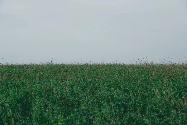 Зелене поле і сіре небо восени — стокове фото