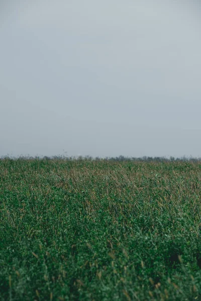 Campo con piante verdi e cielo grigio in autunno — Foto stock