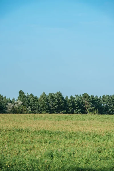 Plantas verdes no campo, floresta e céu limpo no outono — Fotografia de Stock